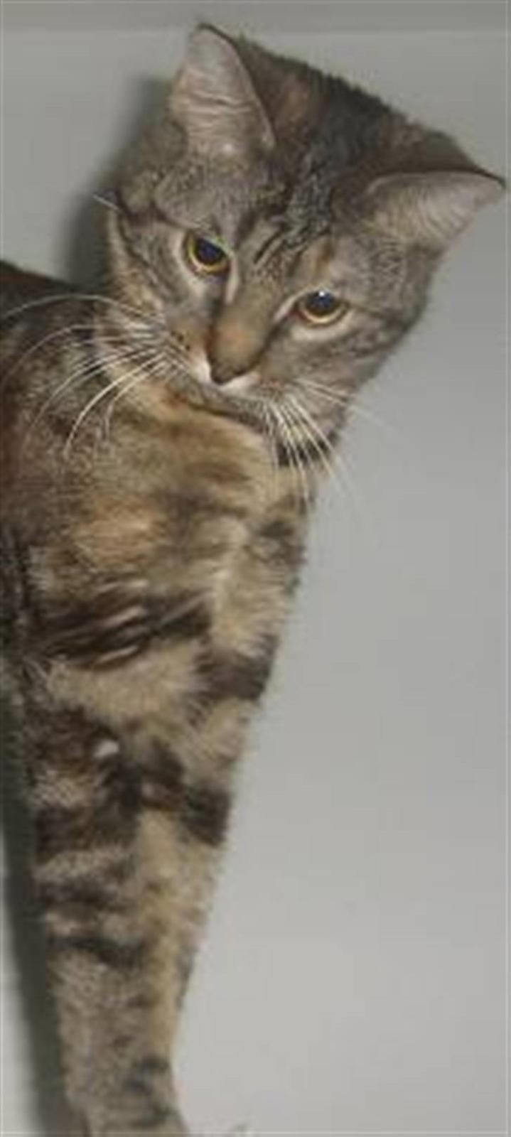 Blanding af racer Bella billede 5