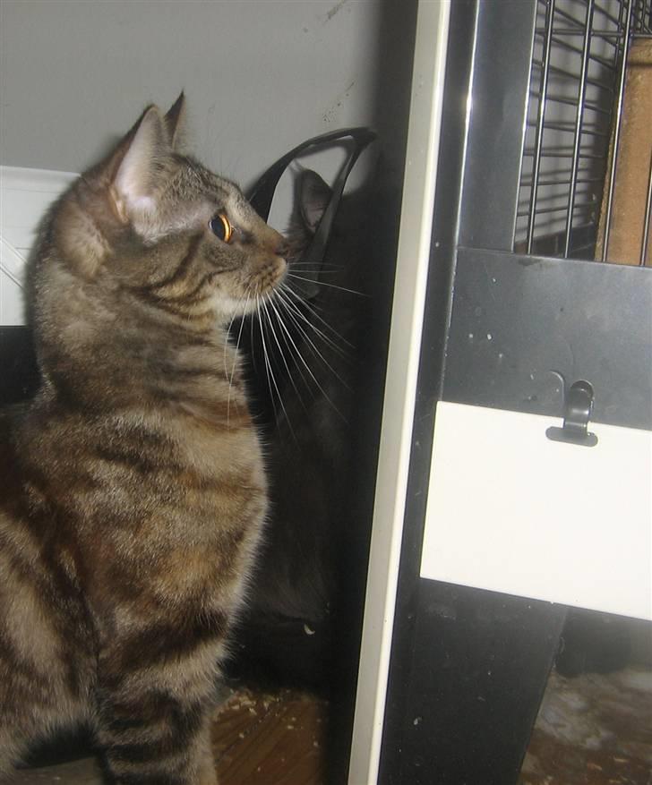 Blanding af racer Bella billede 6