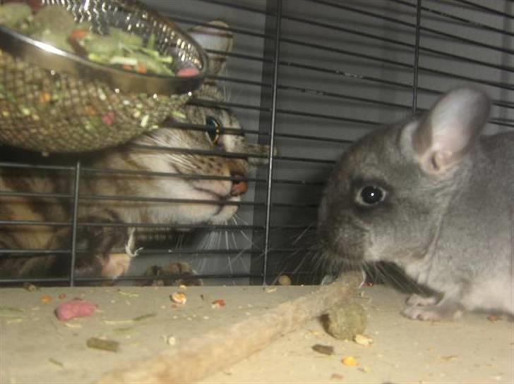 Blanding af racer Bella billede 7