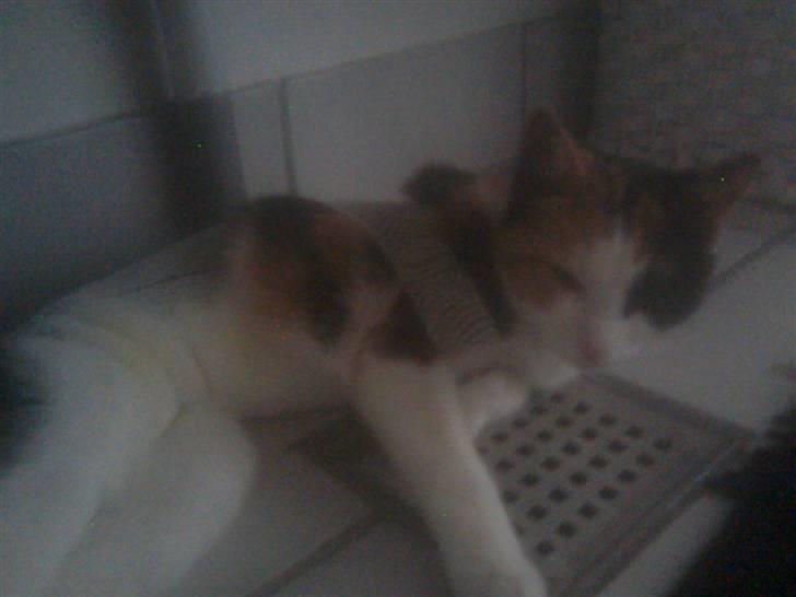 Blanding af racer lillefis - her er hun lige blevet steriliseret. ligner hun ikke også en skilpade uden sjold. billede 17