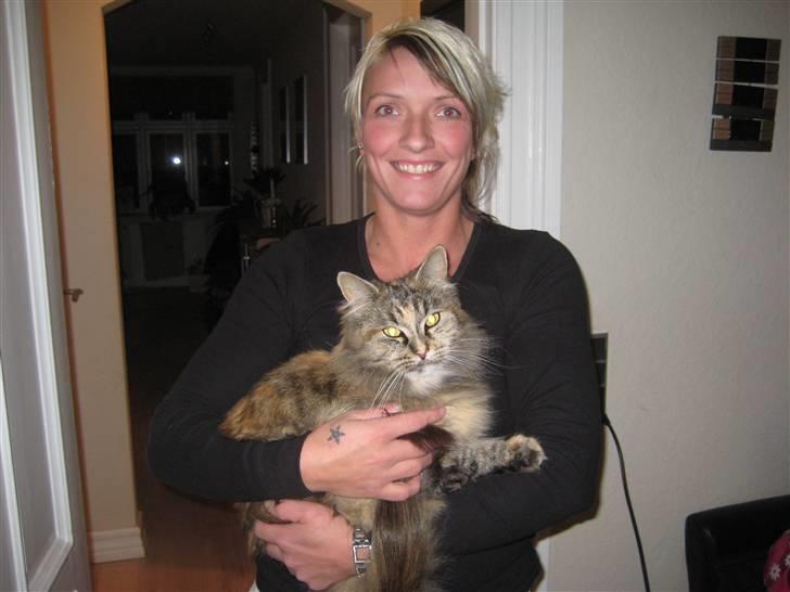 Maine Coon pigemis billede 15