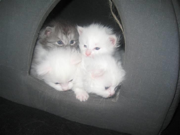 Maine Coon pigemis -  killingerne ca. 3 uger gamle:-) billede 16