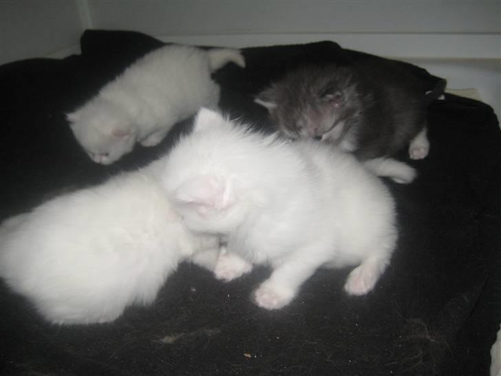 Maine Coon pigemis - killingerne ca. 3 uger gamle billede 17