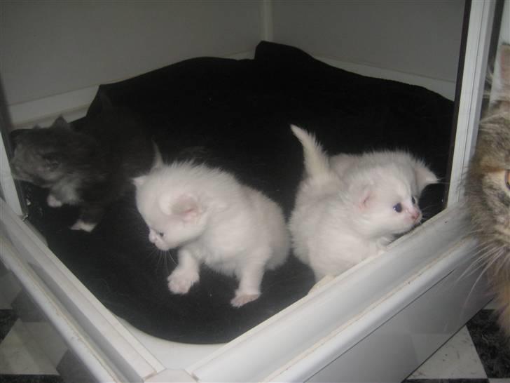 Maine Coon pigemis billede 18