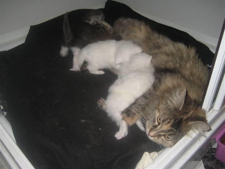 Maine Coon pigemis - lige lidt middagsmad og hygge billede 19