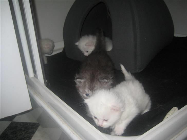 Maine Coon pigemis - killingerne ca. 3 uger gamle billede 20