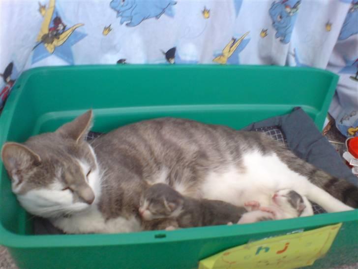 Blanding af racer KISSER - Da Kisser fik Molly & Oliver (': billede 9