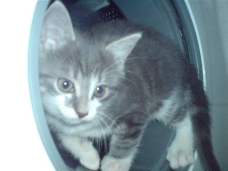 Blanding af racer MOLLY billede 18