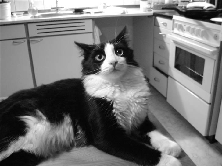 Blanding af racer Audi TT  billede 1