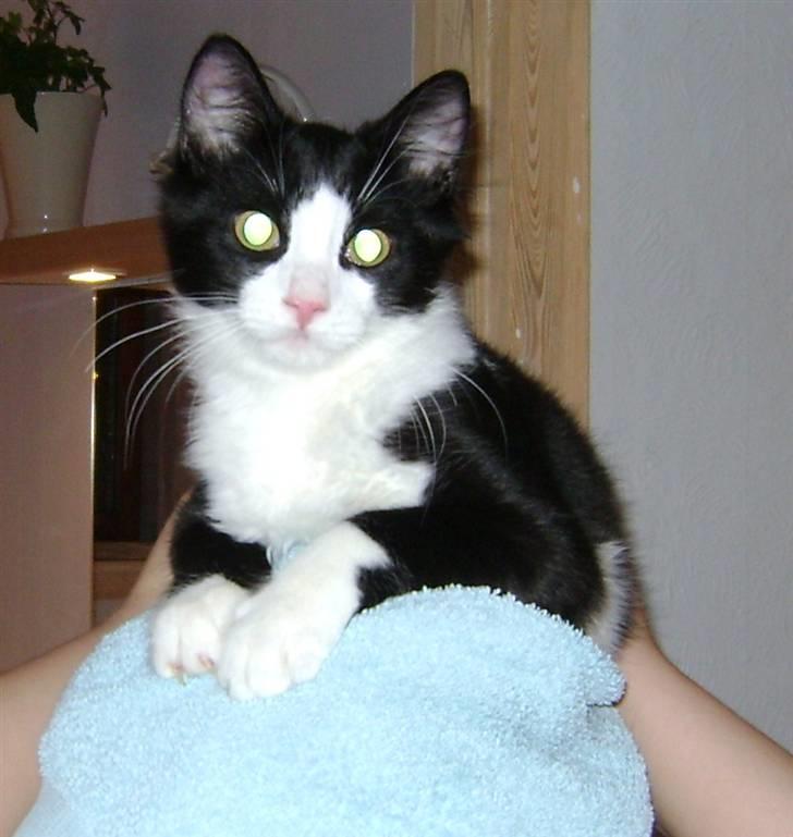 Blanding af racer Audi TT  billede 2