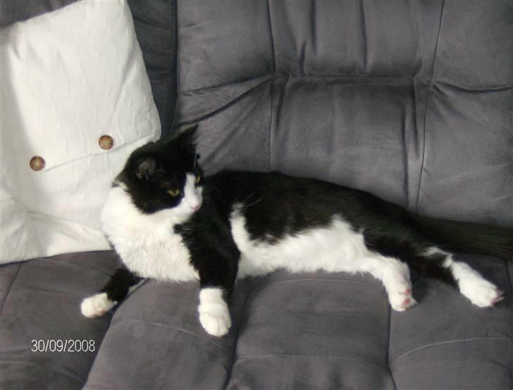 Blanding af racer Audi TT  billede 3