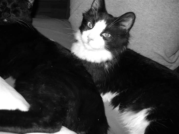 Blanding af racer Audi TT  billede 4