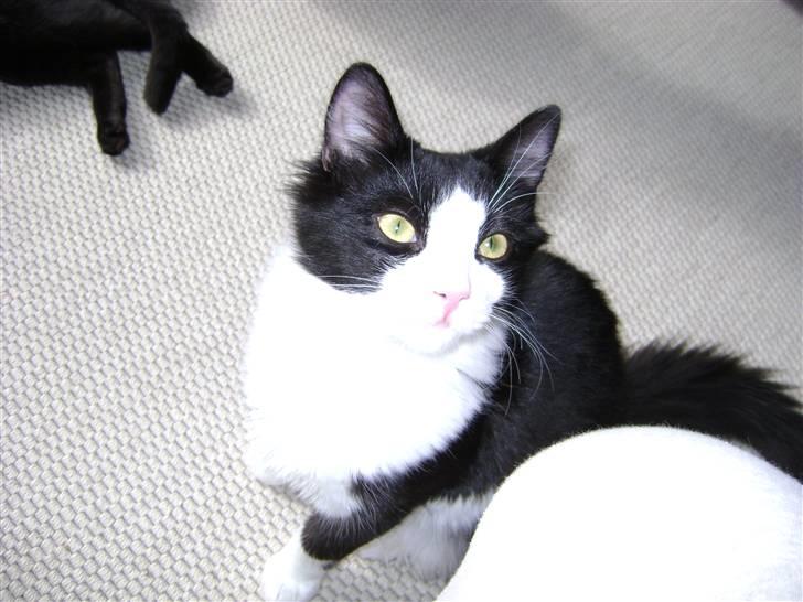 Blanding af racer Audi TT  billede 5