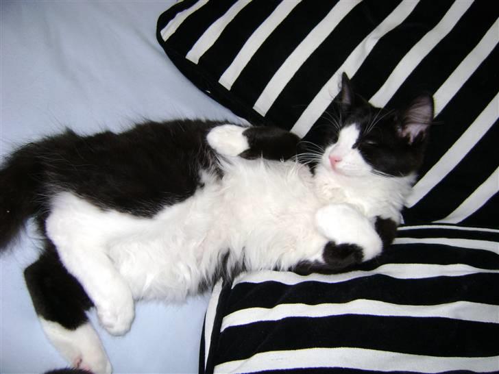 Blanding af racer Audi TT  billede 6