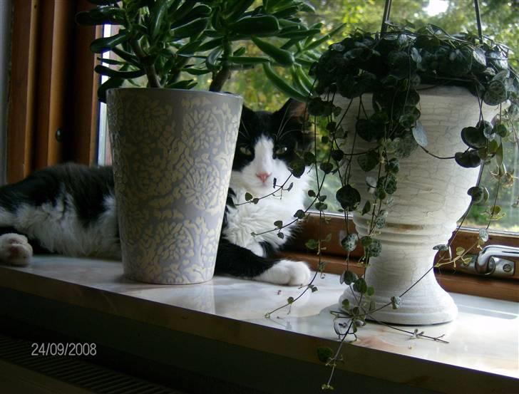 Blanding af racer Audi TT  billede 7