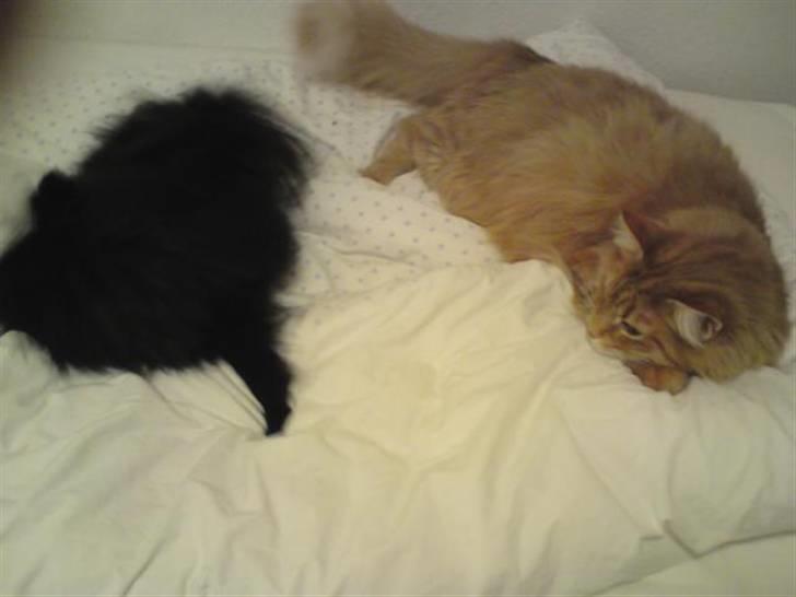 Norsk Skovkat Trunte billede 9