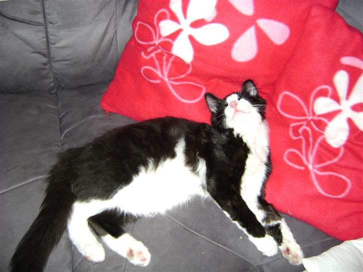 Blanding af racer Audi TT  billede 8