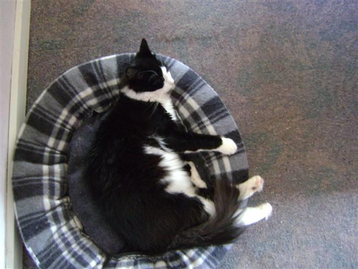 Blanding af racer Audi TT  billede 9