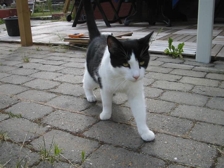 Huskat Gizmo billede 1