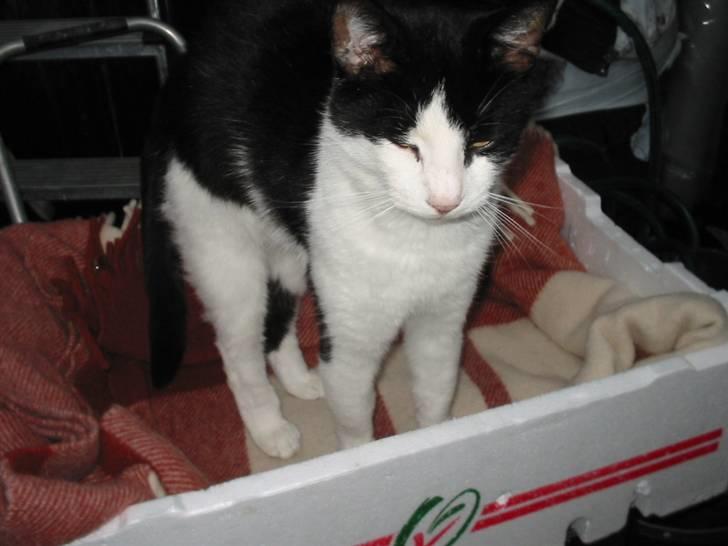 Huskat Gizmo billede 2