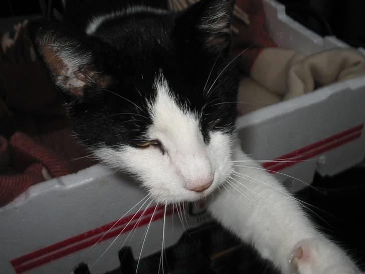 Huskat Gizmo billede 3