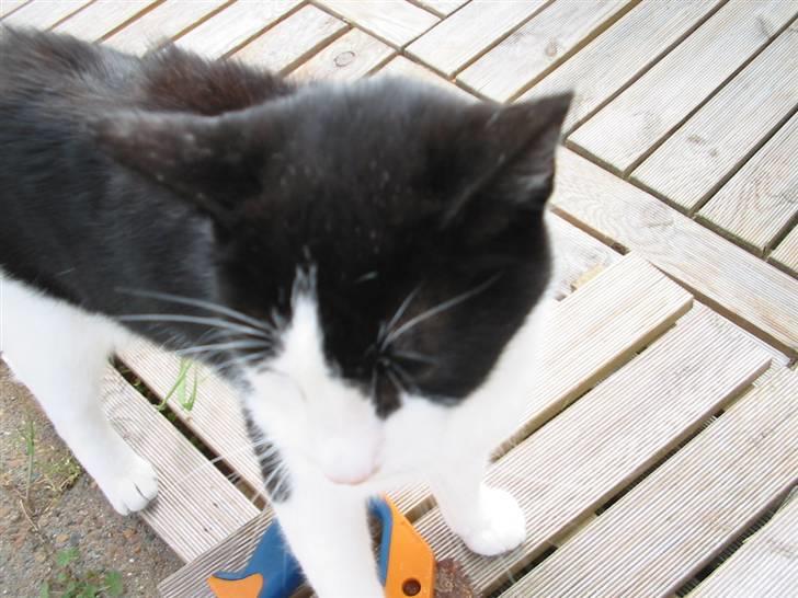 Huskat Gizmo billede 4