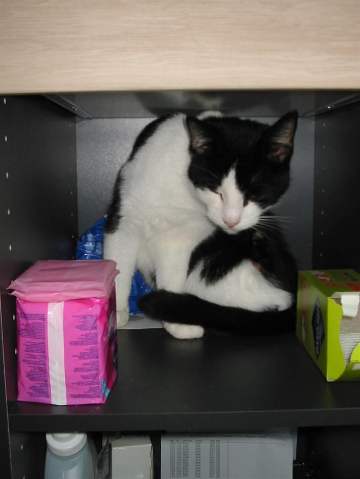 Huskat Gizmo billede 5