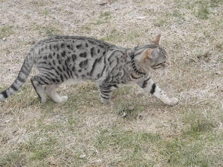 Blanding af racer Isis billede 18