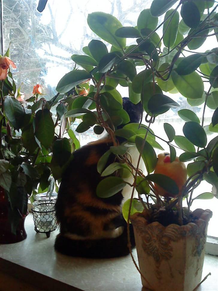 Blanding af racer Ac<3 - Jeg er godt carmufleret:D billede 12