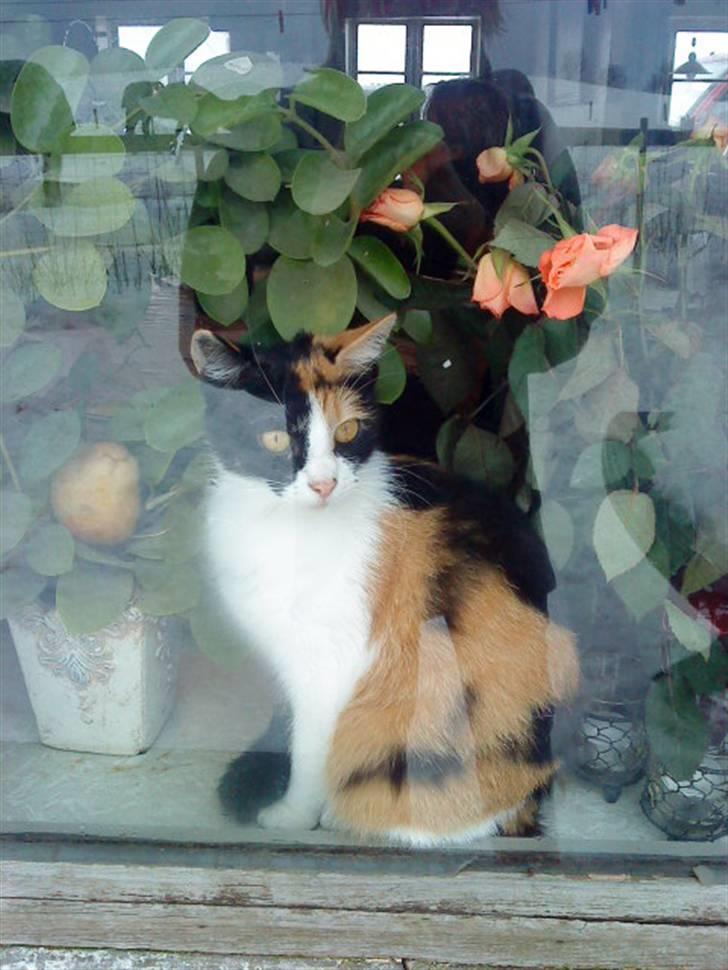 Blanding af racer Ac<3 - Ac sidder i vindueskammen xD billede 13