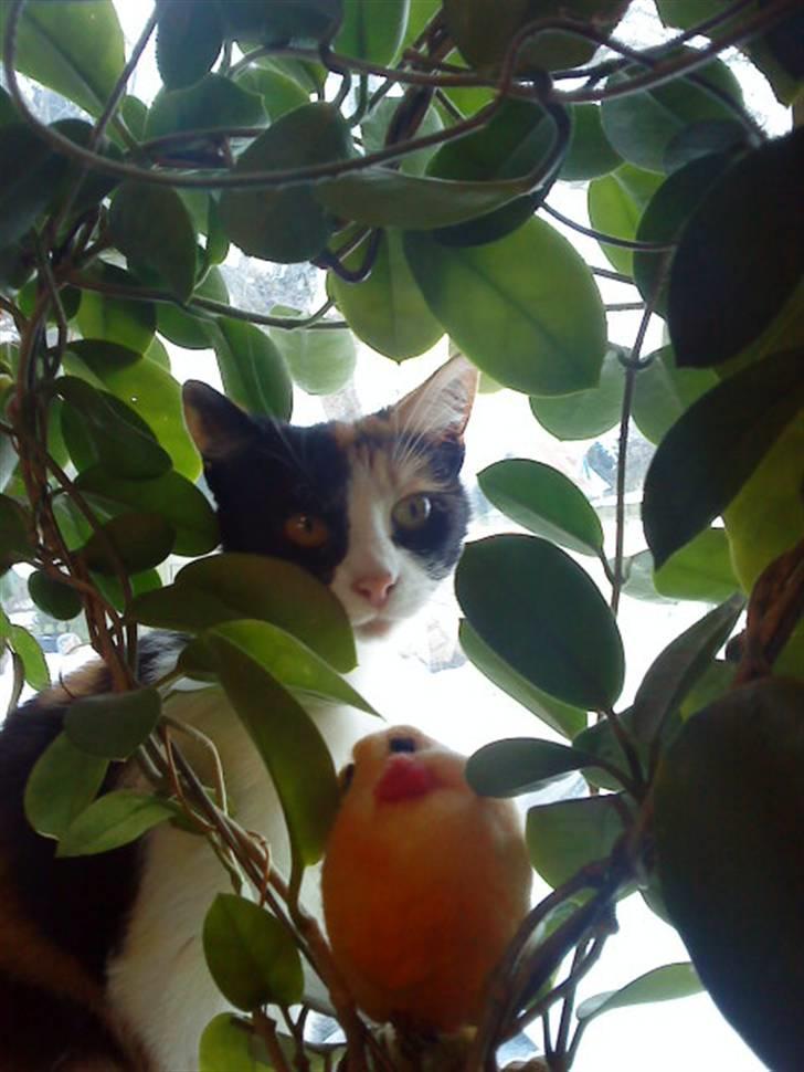 Blanding af racer Ac<3 - Ac i en hjerte-blomat <3 billede 14