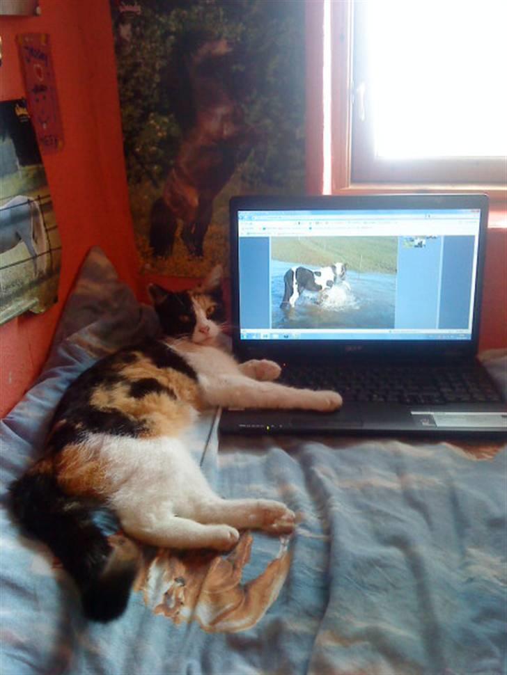 Blanding af racer Ac<3 - Ac ligger med min computer:D Det er min hest der er på skærmen <3 billede 15