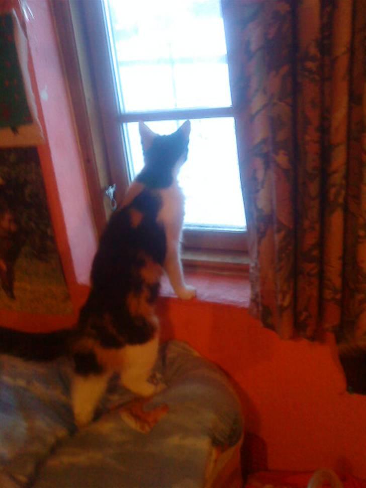 Blanding af racer Ac<3 - Uhh, hvad er det der er derude?+:D billede 16