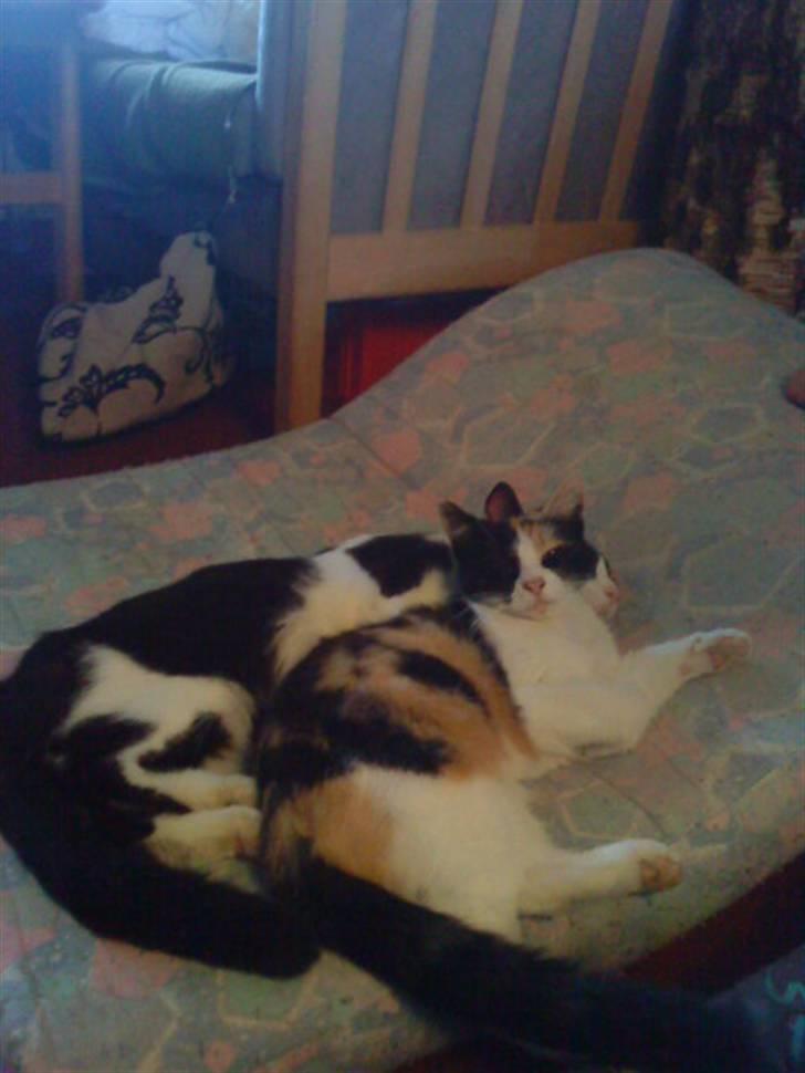 Blanding af racer Ac<3 - Ac og Kasper:D Han døde desværre d. 15/3 2010:( billede 17