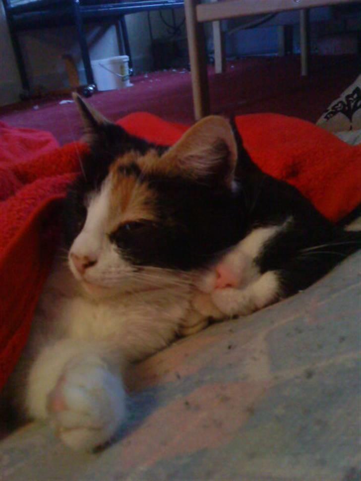 Blanding af racer Ac<3 - Mine elskede katte:D Håber du har det godt Kasper:D billede 18