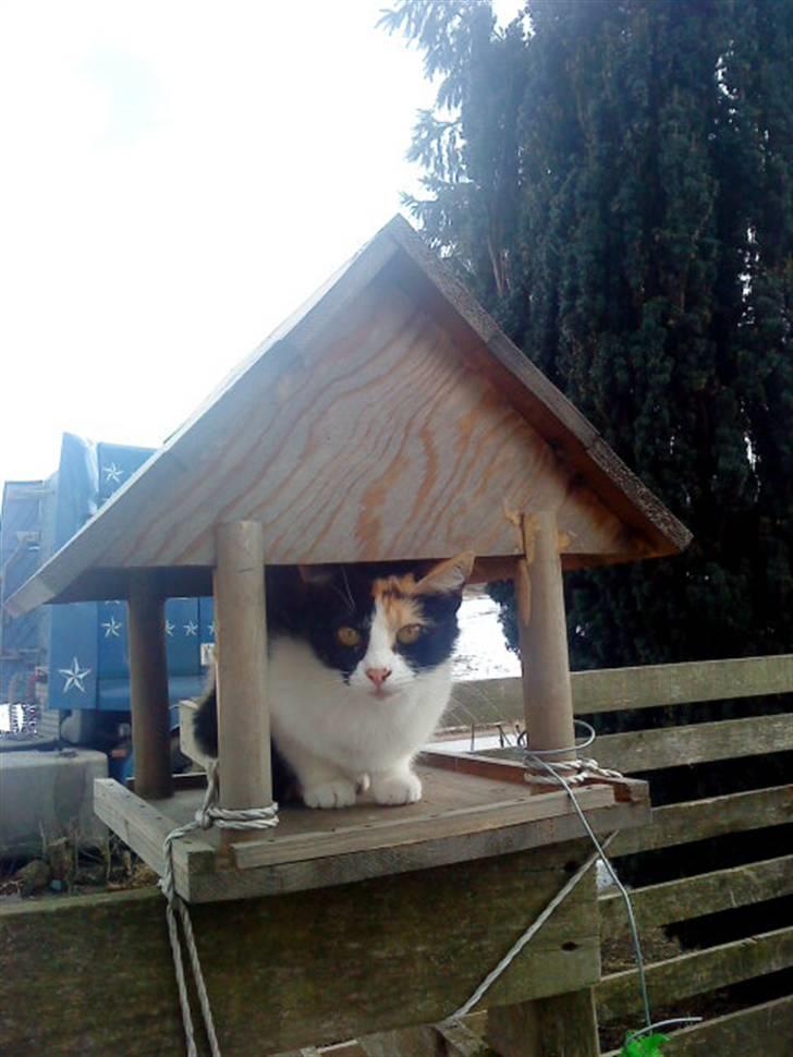 Blanding af racer Ac<3 - "Shh...Jeg holder udkig":D billede 19