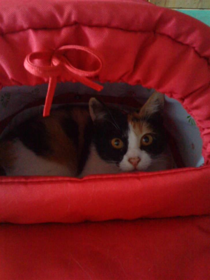 Blanding af racer Ac<3 - Ac i min søsters barnevogn:D billede 20