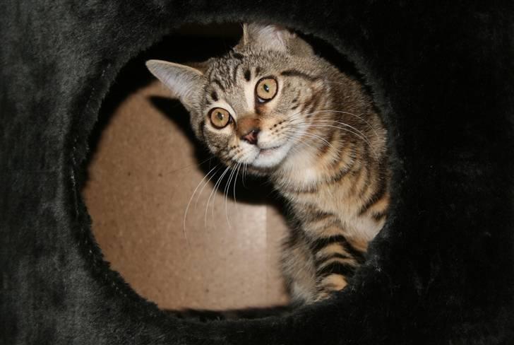 Blanding af racer Tiger (MCO blanding) billede 1