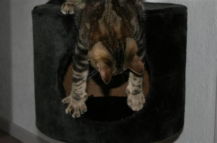 Blanding af racer Tiger (MCO blanding) billede 3