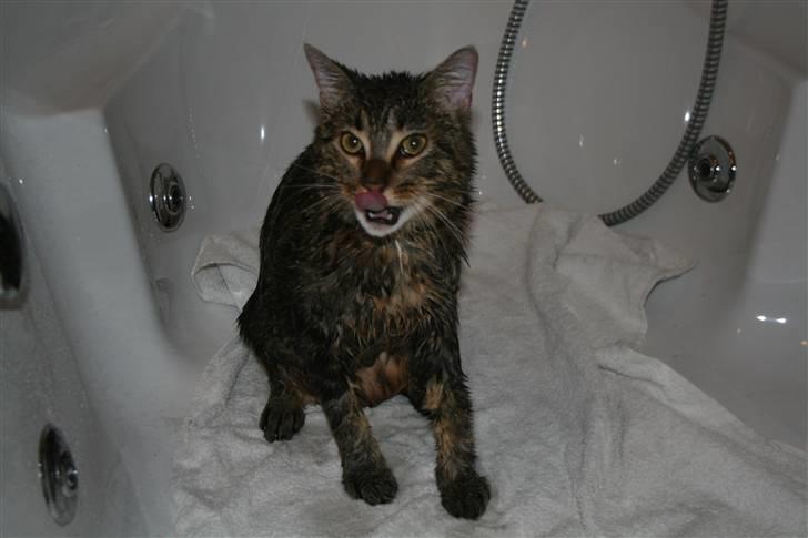 Blanding af racer Tiger (MCO blanding) billede 4