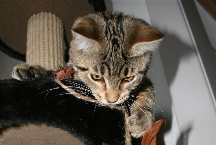 Blanding af racer Tiger (MCO blanding) billede 6