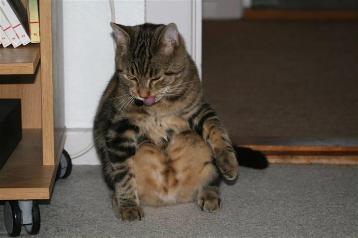 Blanding af racer Tiger (MCO blanding) - hmmm... fed? billede 7