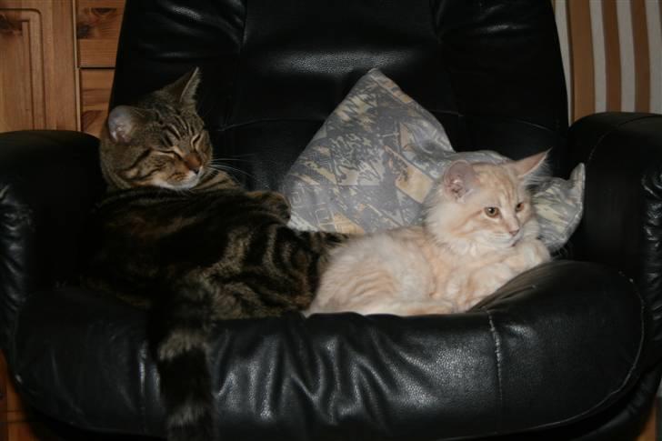 Blanding af racer Tiger (MCO blanding) billede 8