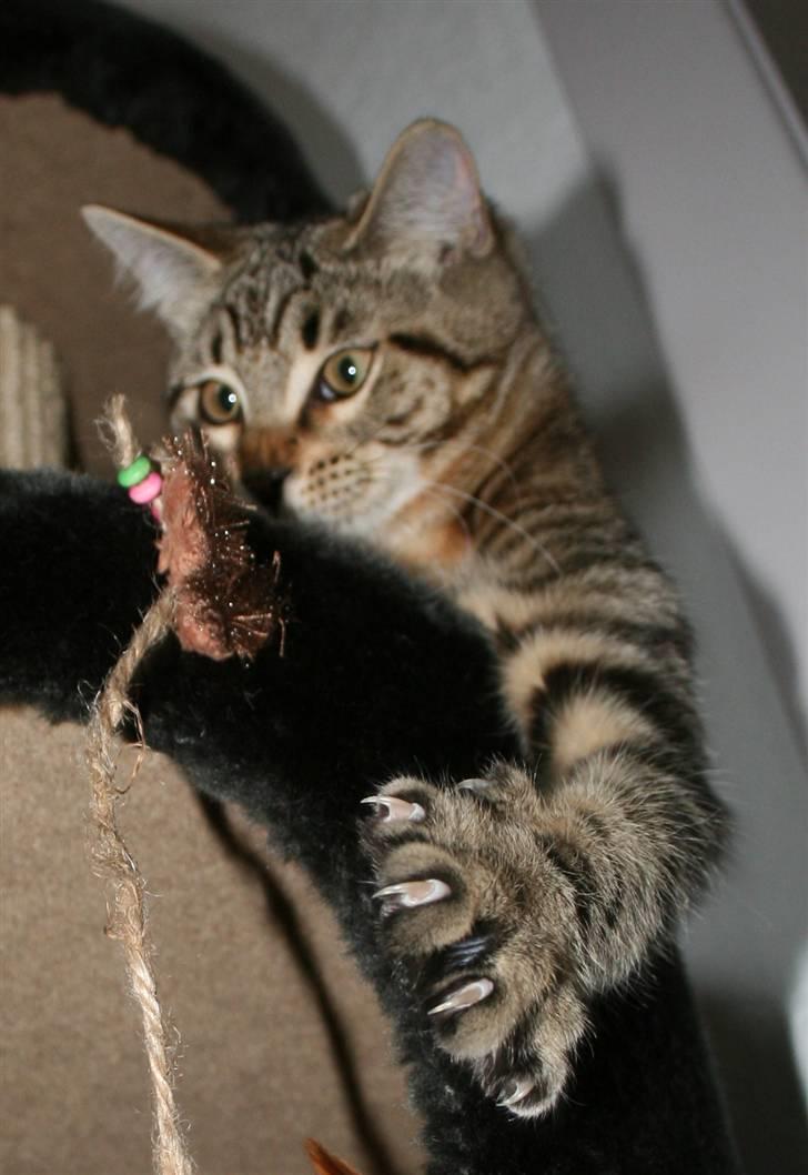 Blanding af racer Tiger (MCO blanding) billede 9