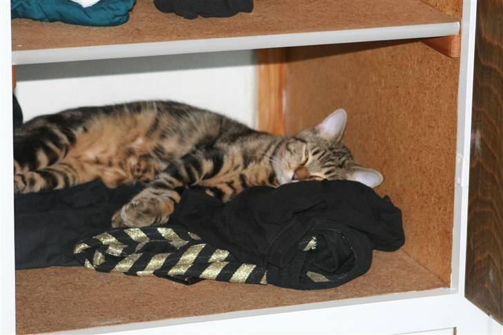 Blanding af racer Tiger (MCO blanding) billede 10