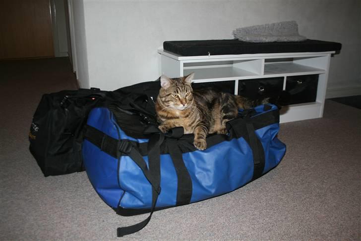 Blanding af racer Tiger (MCO blanding) billede 11