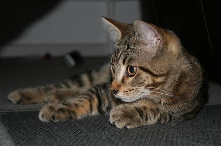 Blanding af racer Tiger (MCO blanding) billede 12