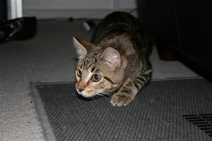 Blanding af racer Tiger (MCO blanding) billede 13