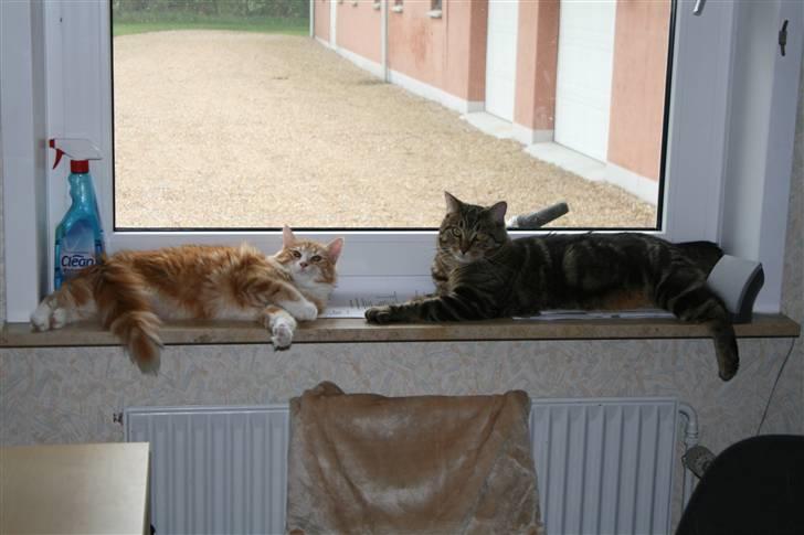 Blanding af racer Tiger (MCO blanding) billede 14