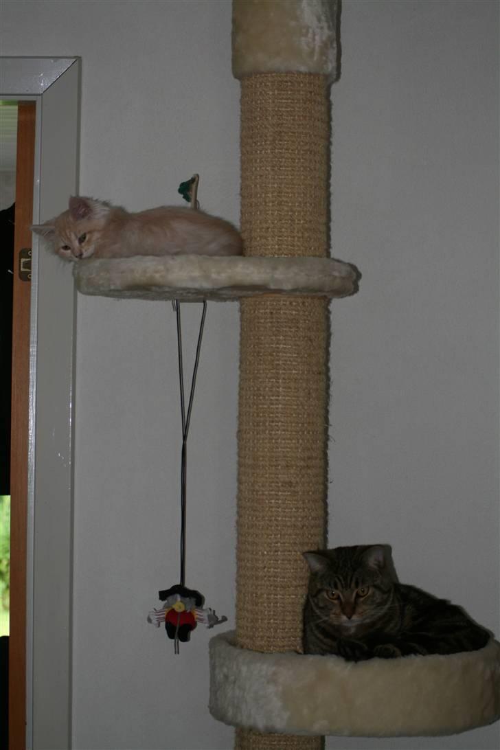 Blanding af racer Tiger (MCO blanding) billede 15